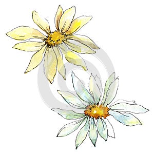 White daisy flower. Floral botanical flower. Isolated illustration element.