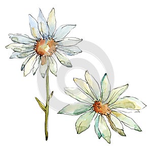 White daisy flower. Floral botanical flower. Isolated illustration element.