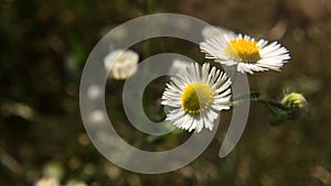 White daisy Flower Flowering in Summer. Beautiful nature scene. Chamomile flowers field close up with soft focus swaying in the wi