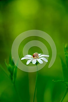 White daisy flower garden, with drops of dew on petals close-up