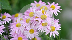 White daisy flower garden, with drops of dew on petals close-up