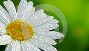 White daisy flower garden, with drops of dew on petals close-up