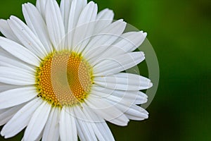 White daisy flower garden, with drops of dew on petals close-up