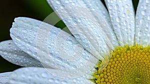 White daisy flower garden, with drops of dew on petals close-up