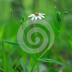 White daisy flower garden, with drops of dew on petals close-up