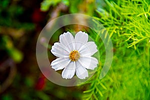 A White Daisy Flower on Green Meadows