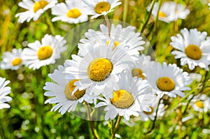 White daisy flower