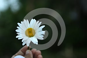 White daisy flower in hand. Beauty in fragility and still life concept. Self love and care conceptual. Floral background.