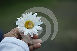 White daisy flower in hand. Beauty in fragility and still life concept. Self love and care conceptual. Floral background.