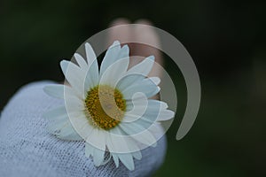White daisy flower in hand. Beauty in fragility and still life concept. Self love and care conceptual. Floral background.