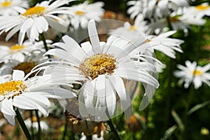 White Daisy Flower Heads
