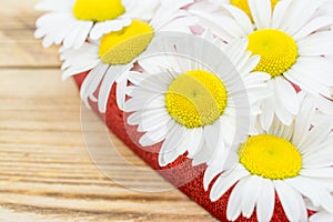 White daisy flower in heart shaped and