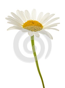 White daisy flower