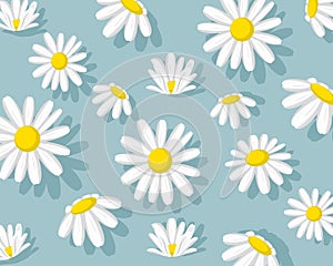 White daisy flower isolated on blue background