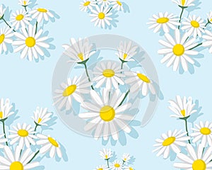 White daisy flower