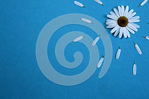 White daisy flower lies on a blue background with scattered petals sun concept