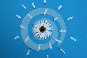 White daisy flower lies on a blue background with scattered petals sun concept
