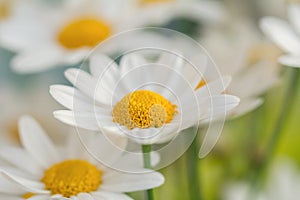White daisy flower macro