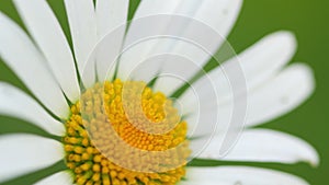 White daisy flower. Mayweed. Macro shot.