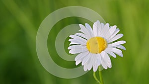 White daisy flower. Mayweed. Macro shot. Slow motion. Top view.
