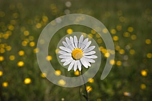 White daisy flower on a meadow with yellow dandelions in background