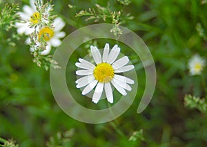 White daisy flower in nature single macro summer yellow plant
