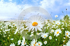 White daisy flower over blue sky