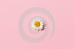 White Daisy Flower on the pink background.Chamomile flower
