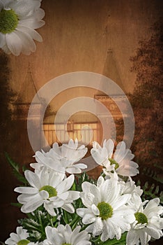 White daisy flower representing peace on an architectural background