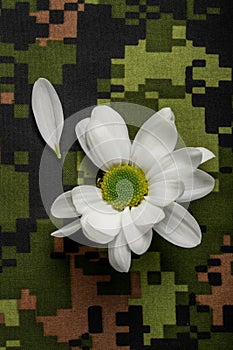 White daisy flower representing peace on a military camouflage pattern background