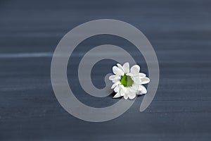 White daisy flower on rustic chalkboard table surface, with blur copy space background.