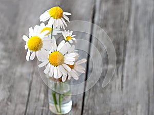 White daisy flower on rustic weathered wooden table