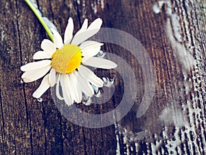 White daisy flower on rustic weathered wooden table