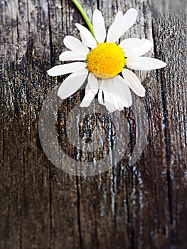 White daisy flower on rustic weathered wooden table