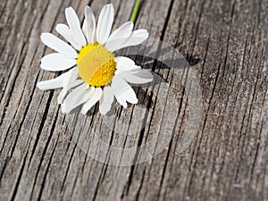 White daisy flower on rustic weathered wooden table