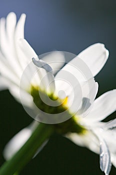 Macro Shot of white daisy flower isolated on gray background.