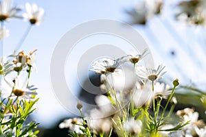 White daisy flower with sunshine in the garden