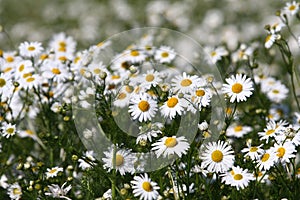 White daisy flower texture