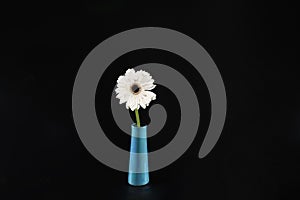 White daisy flower in a vase