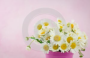 White daisy flower in vase