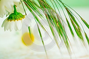 White daisy flower in vase  and grass