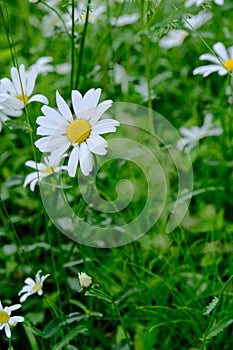 White daisy flower in the wild