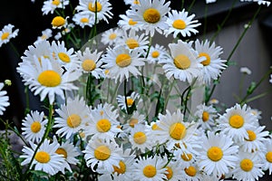 White daisy flower in the wild