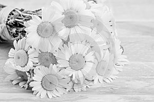 White daisy  flower    on wooden background