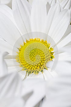 White daisy flower with yellow center isolated on white background