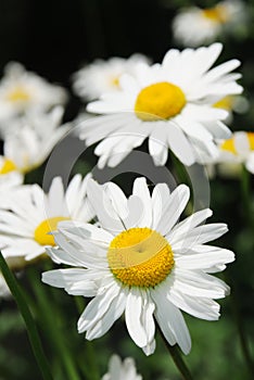 White Daisy flowers