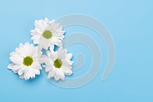 White daisy flowers