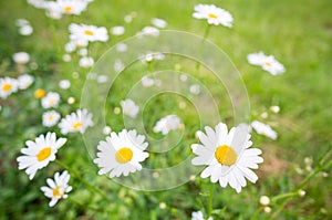 White daisy flowers