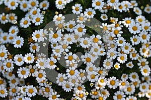 White Daisy flowers