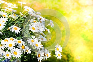 White daisy flowers